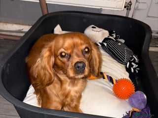 Cavalier King Charles Spaniel dogs for sale - Advert 1