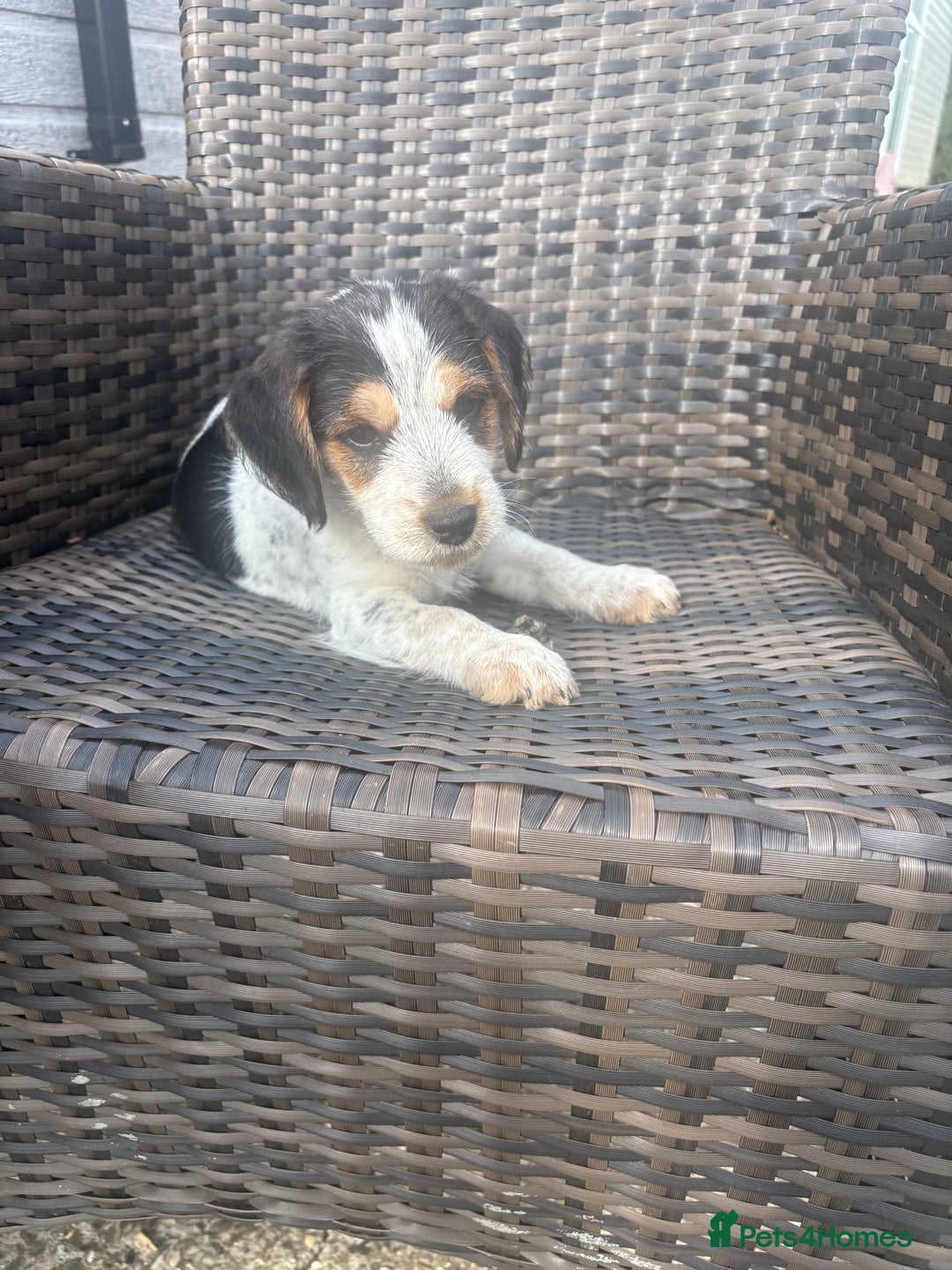 Jack Russell dogs for sale: Jack Russell puppy - Image 5