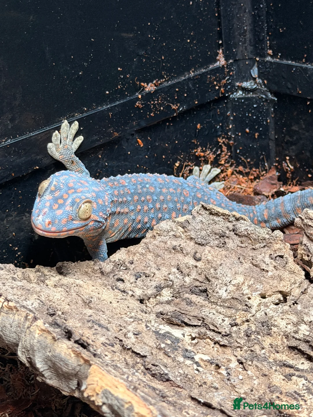 Mixed Breed reptiles for sale: Geckos for sale - Advert 1