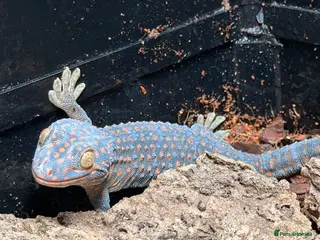 Mixed Breed reptiles Geckos for sale - Advert 10