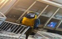 Macaws birds for sale: Male macaw parrot - Image 2