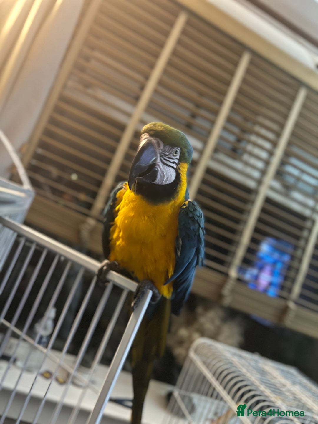 Macaws birds for sale: Male macaw parrot - Image 2