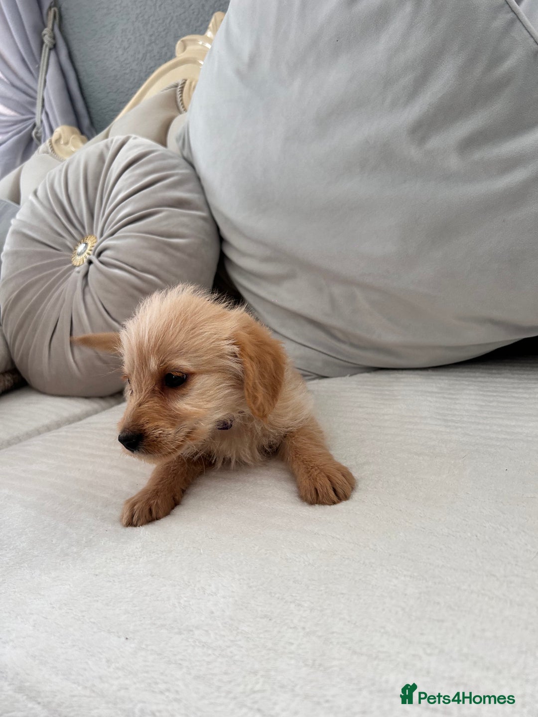 Labradoodle dogs for sale: labradoodles puppies - Image 8
