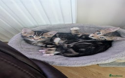 Mixed Breed cats for sale: Mixed breed kittens - available immediately  - Image 6