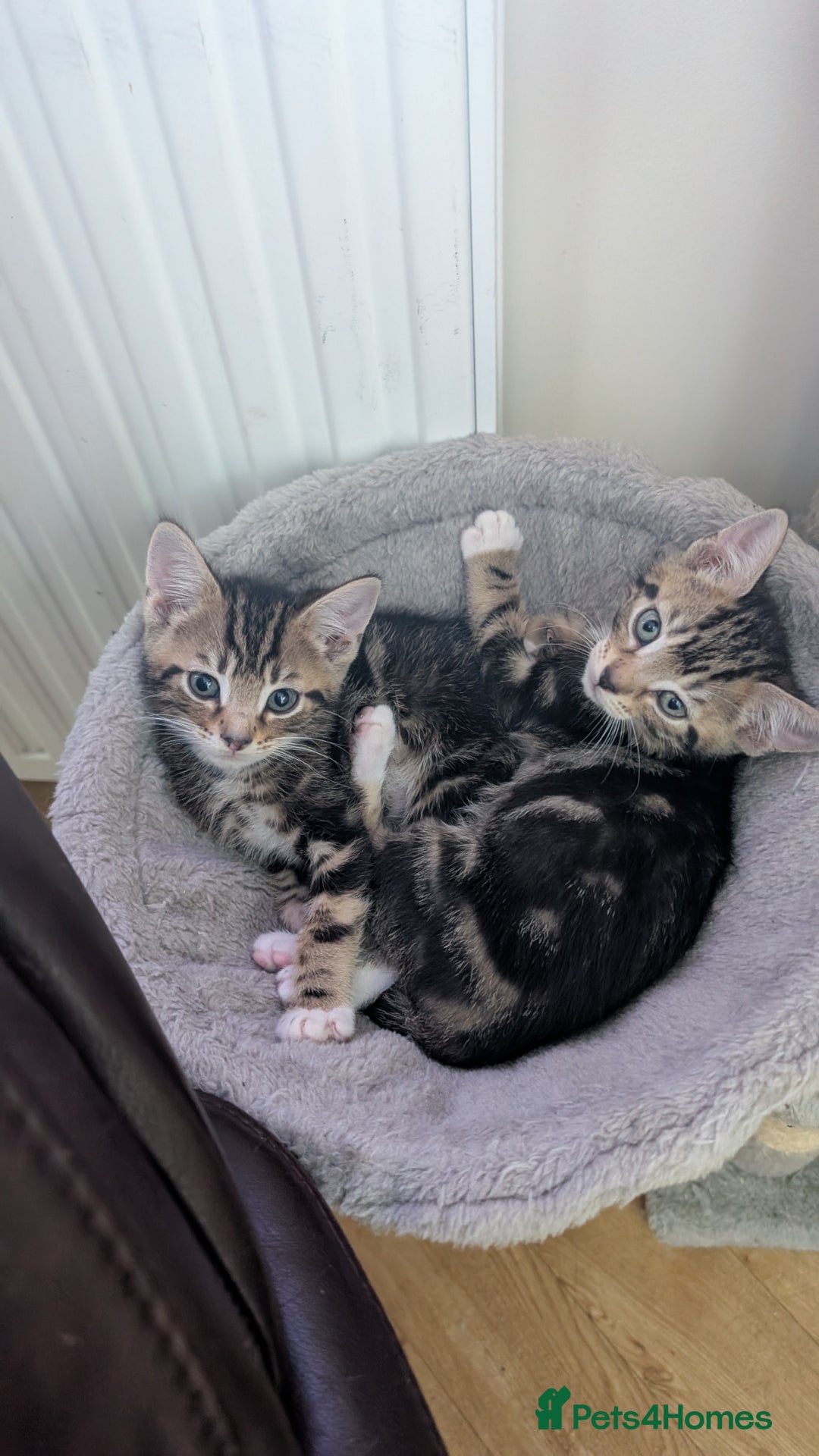 Mixed Breed cats for sale: Mixed breed kittens - available immediately  - Image 6