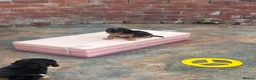 Cockerdor dogs for sale: Beautifully marked Cockerdor puppies - Advert 17