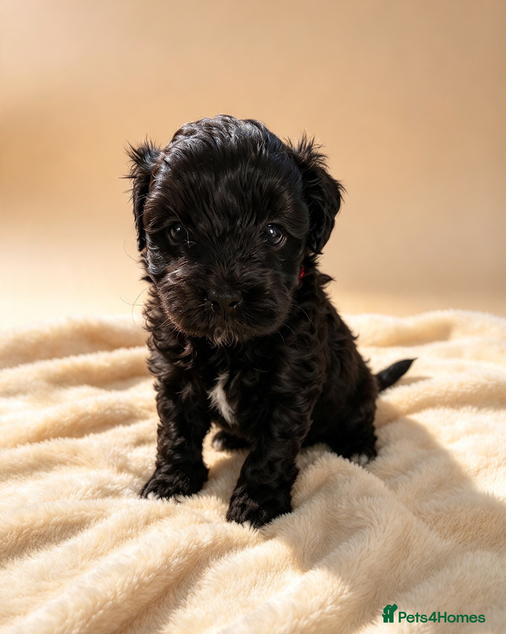 Maltipoo dogs for sale: Beautiful Korean tiny Maltipoo girls  - Advert 2