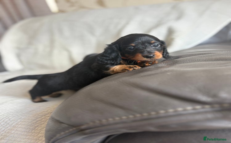 Dachshund dogs - Advert 4