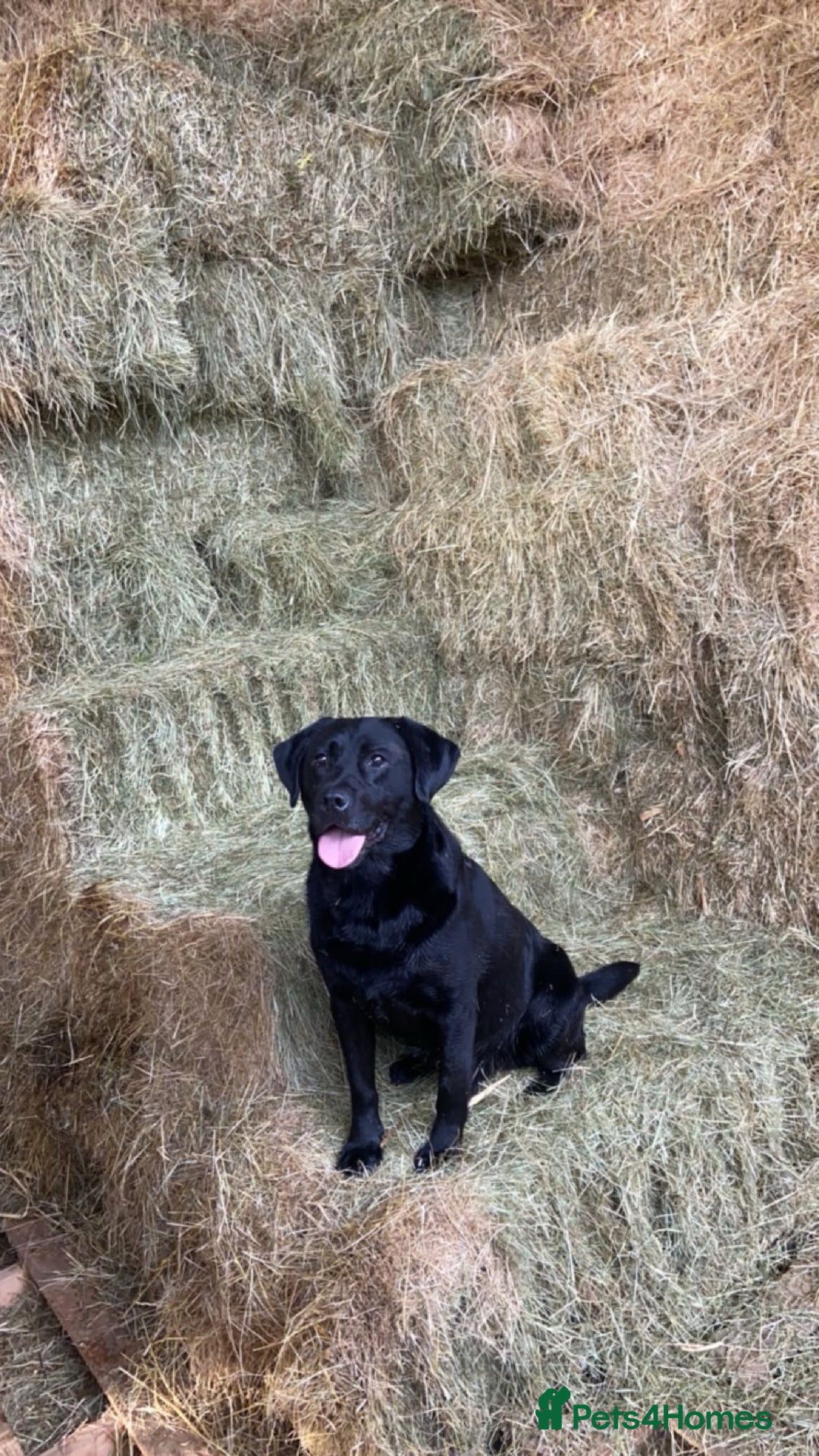 Labrador Retriever dogs for sale: Beautiful chunky labs  - Advert 10