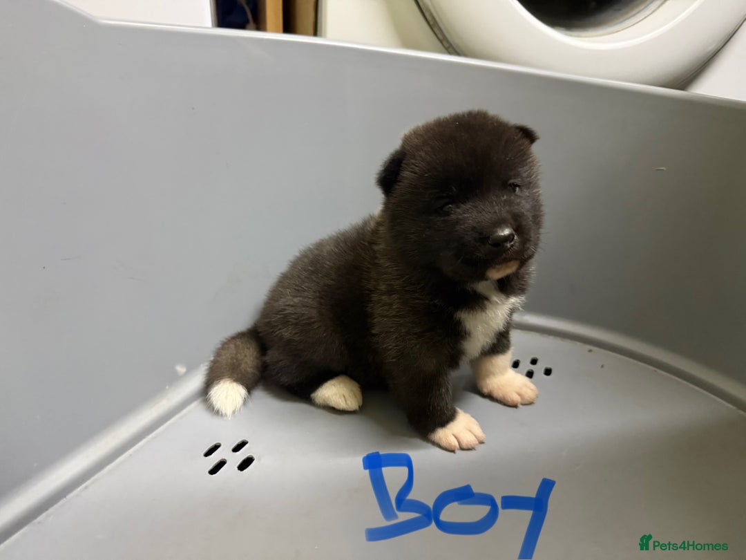 Akita dogs for sale: American Akita Puppies - Image 22