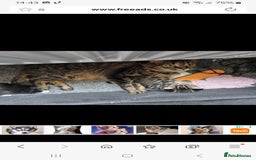 Mixed Breed cats for sale: 2 male kittens  - Image 10
