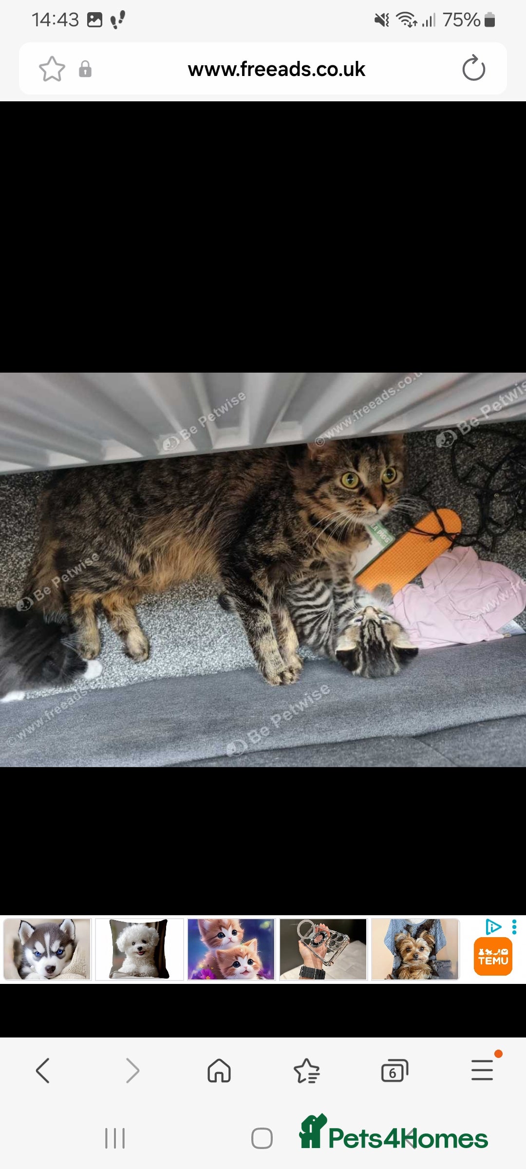 Mixed Breed cats for sale: 2 male kittens  - Image 10