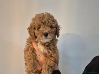 Cockapoo dogs Last boy remaining. F1B red cockapoo puppies - Advert 5