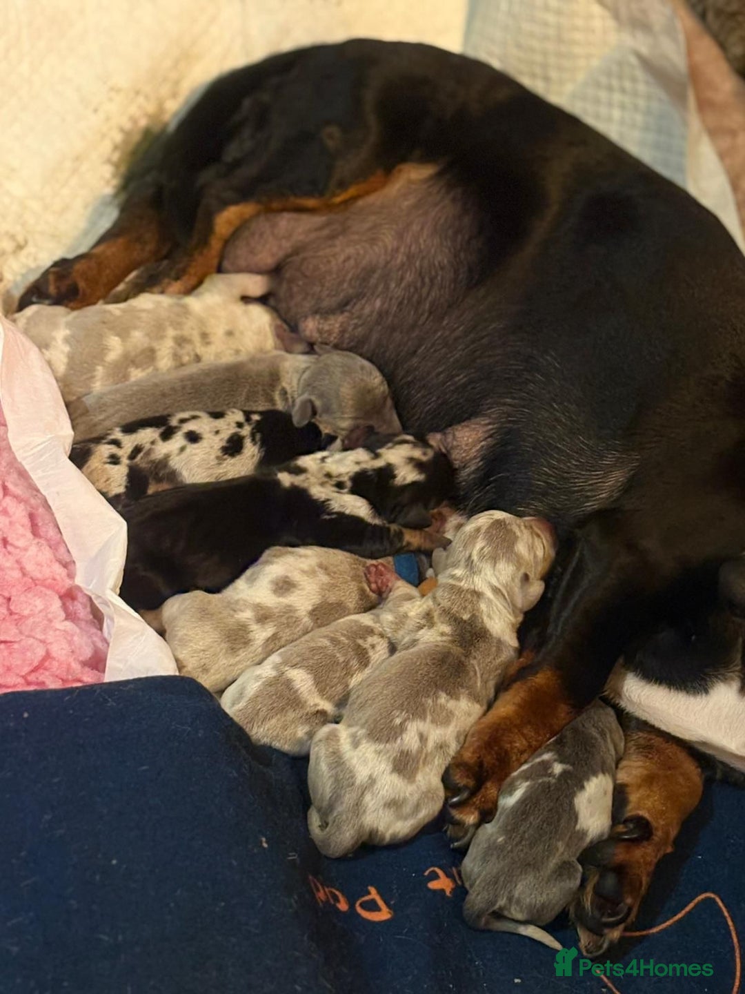 Miniature Dachshund dogs for stud: KC reg Isabella & Tan Stud! Free ovulation test in Stockton-on-Tees - Advert 35