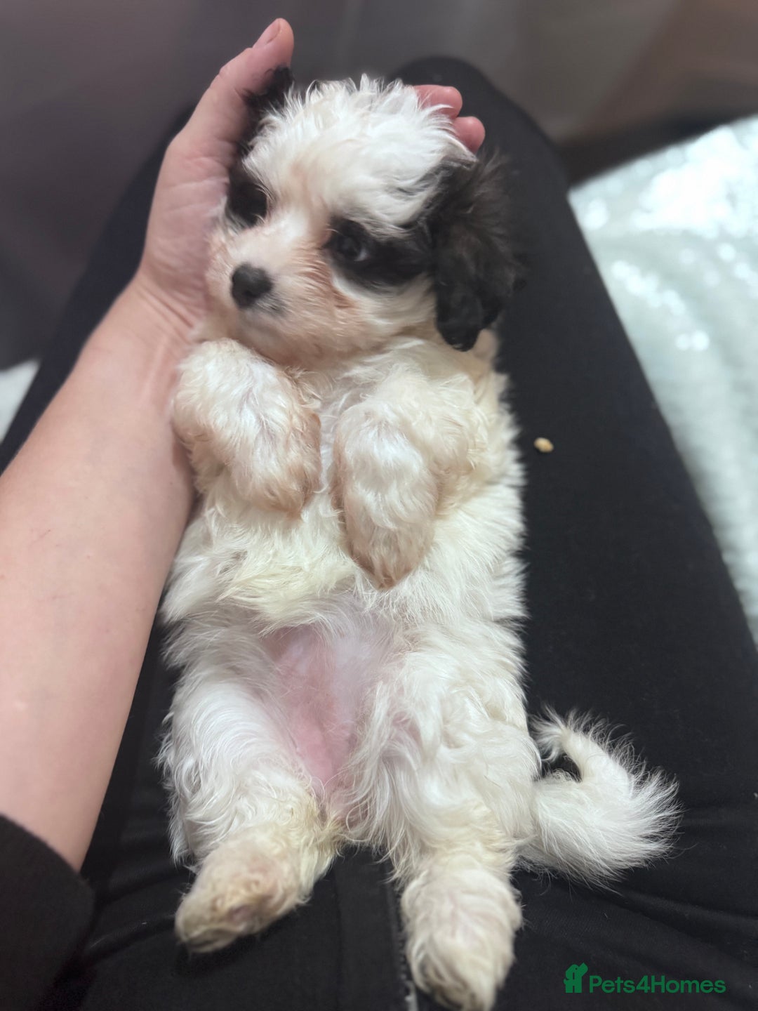 Bichon Frise dogs for sale: Adorable Puppies Ready for Their Forever Homes  - Image 15