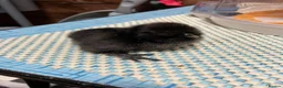 Mixed Breed poultry for sale: Polish/silkie chicks - Advert 4