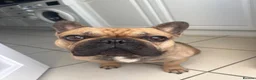 French Bulldog dogs for sale: Male French bulldog for sale  in Birmingham - Advert 1