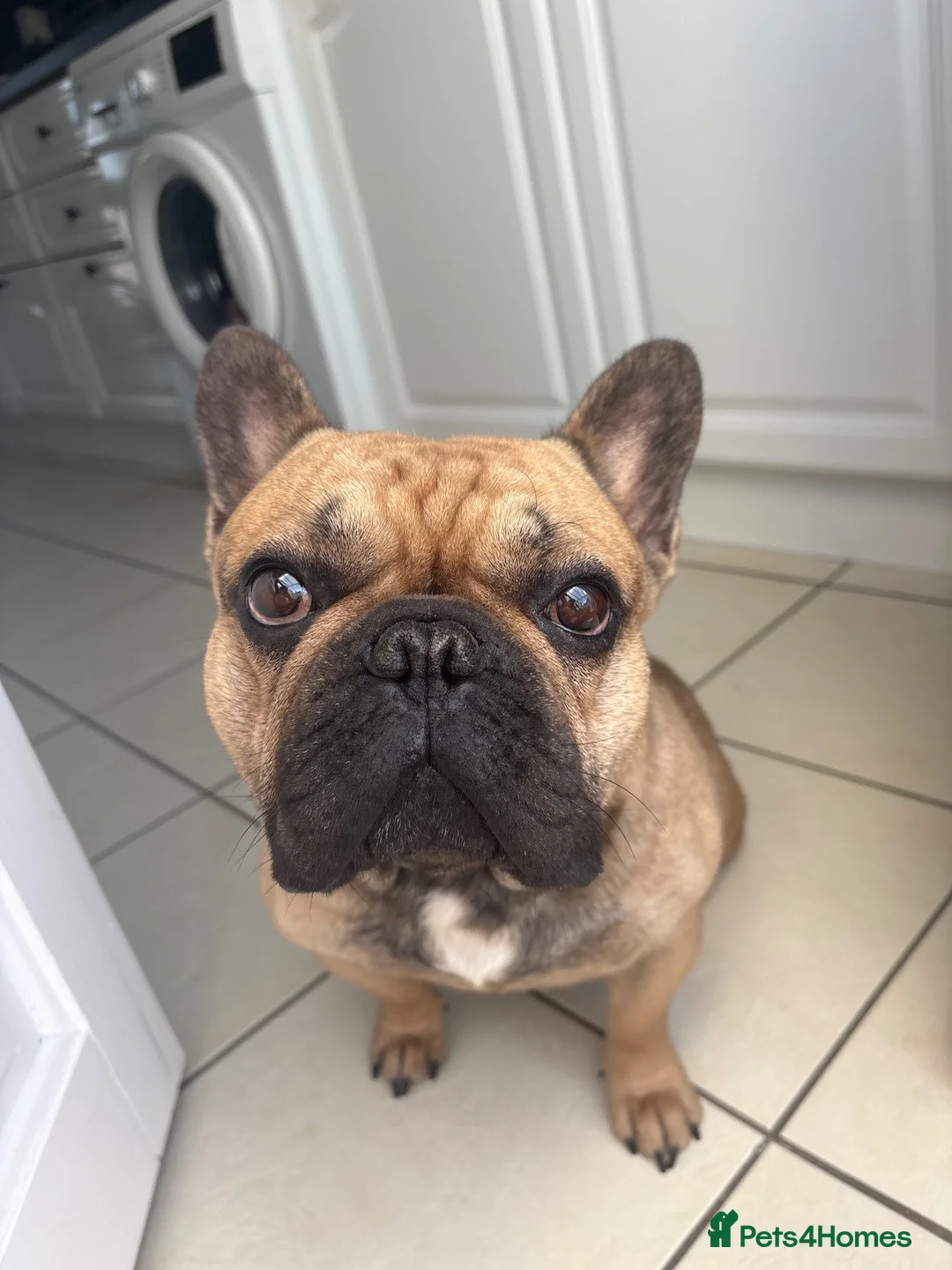 French Bulldog dogs for sale: Male French bulldog for sale  in Birmingham - Advert 1