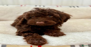 Cockapoo dogs - Advert 9