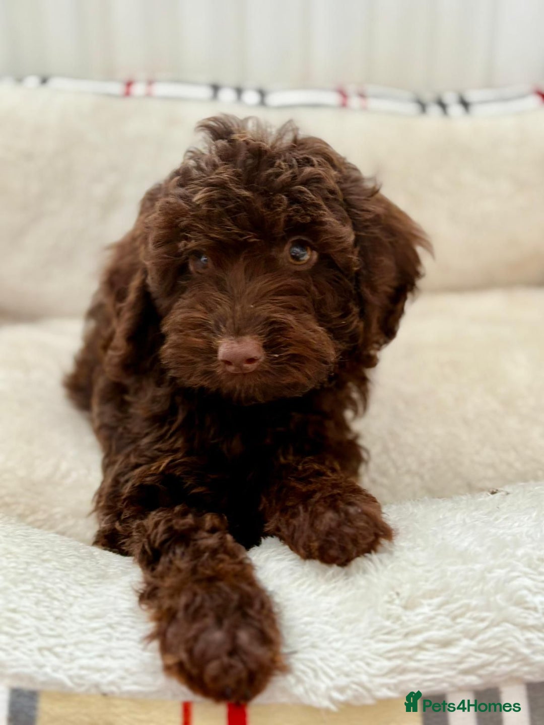 Cockapoo dogs for sale: BEAUTIFUL COCKERPOO PUPPIES  - Image 3