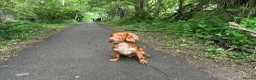 Cocker Spaniel dogs for sale: Top class red working cocker Spainel’s - Advert 16