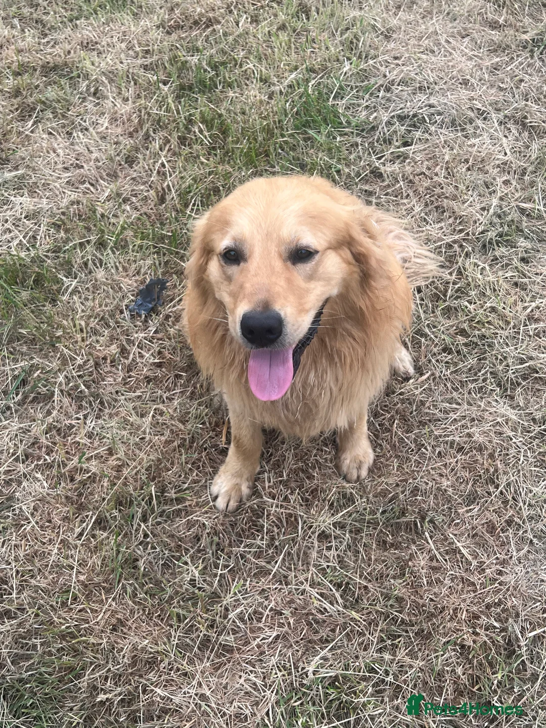 Golden Retriever dogs for stud: Golden retriever stud - Advert 2