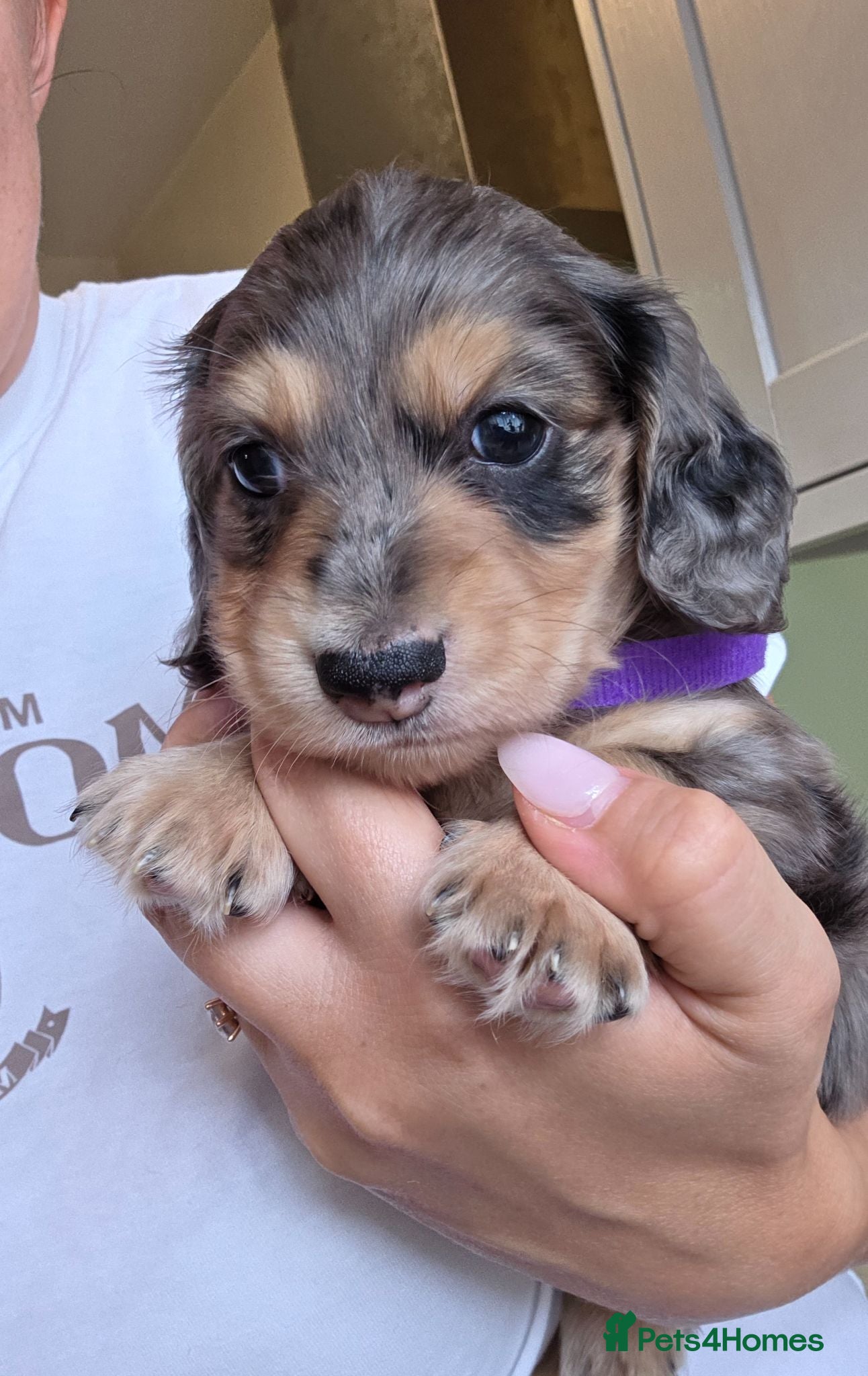 Miniature Dachshund dogs Kc Miniature Dachshund - Advert 18