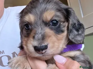 Miniature Dachshund dogs Kc Miniature Dachshund - Advert 11