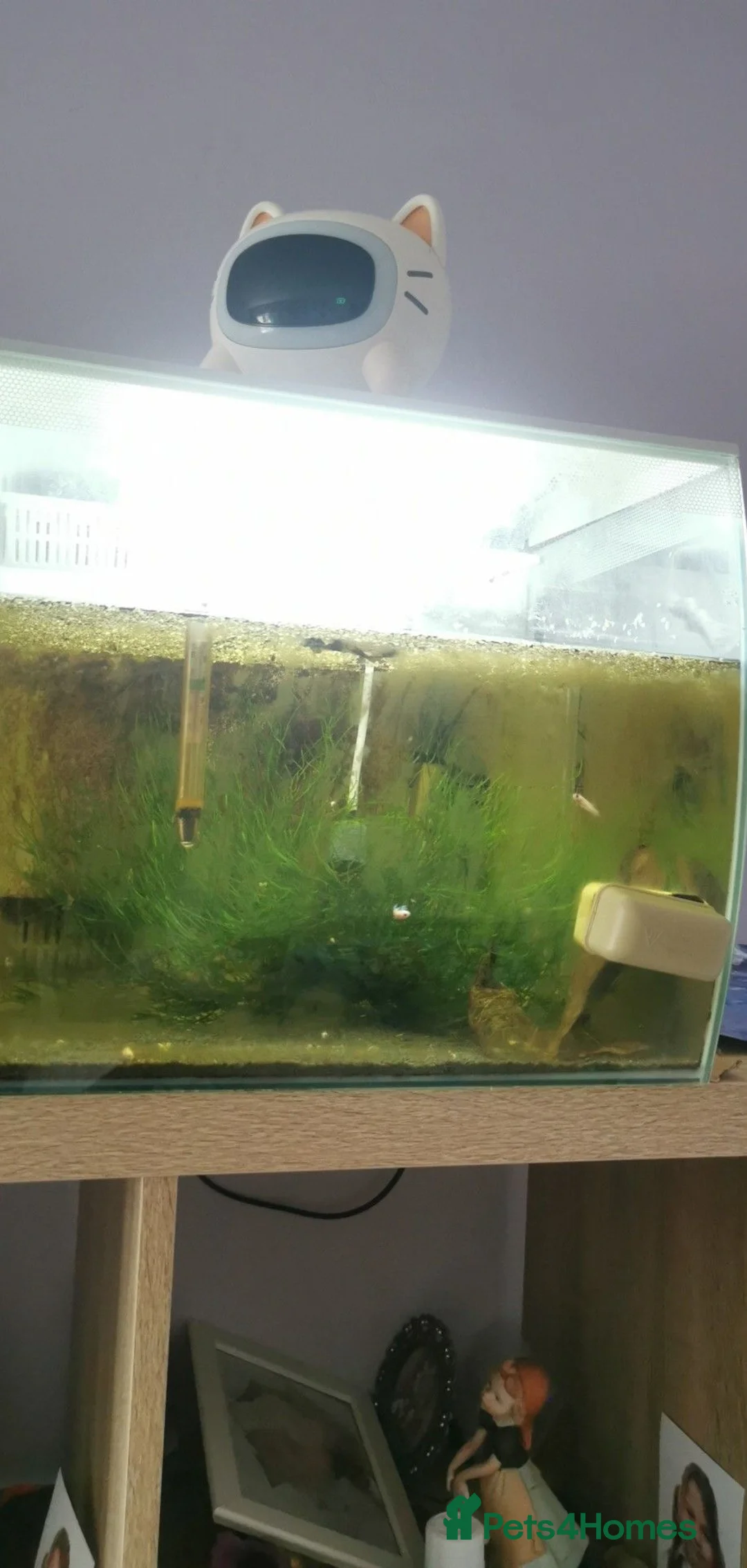 Bettas fish for sale: Fish tank with fish - Advert 2