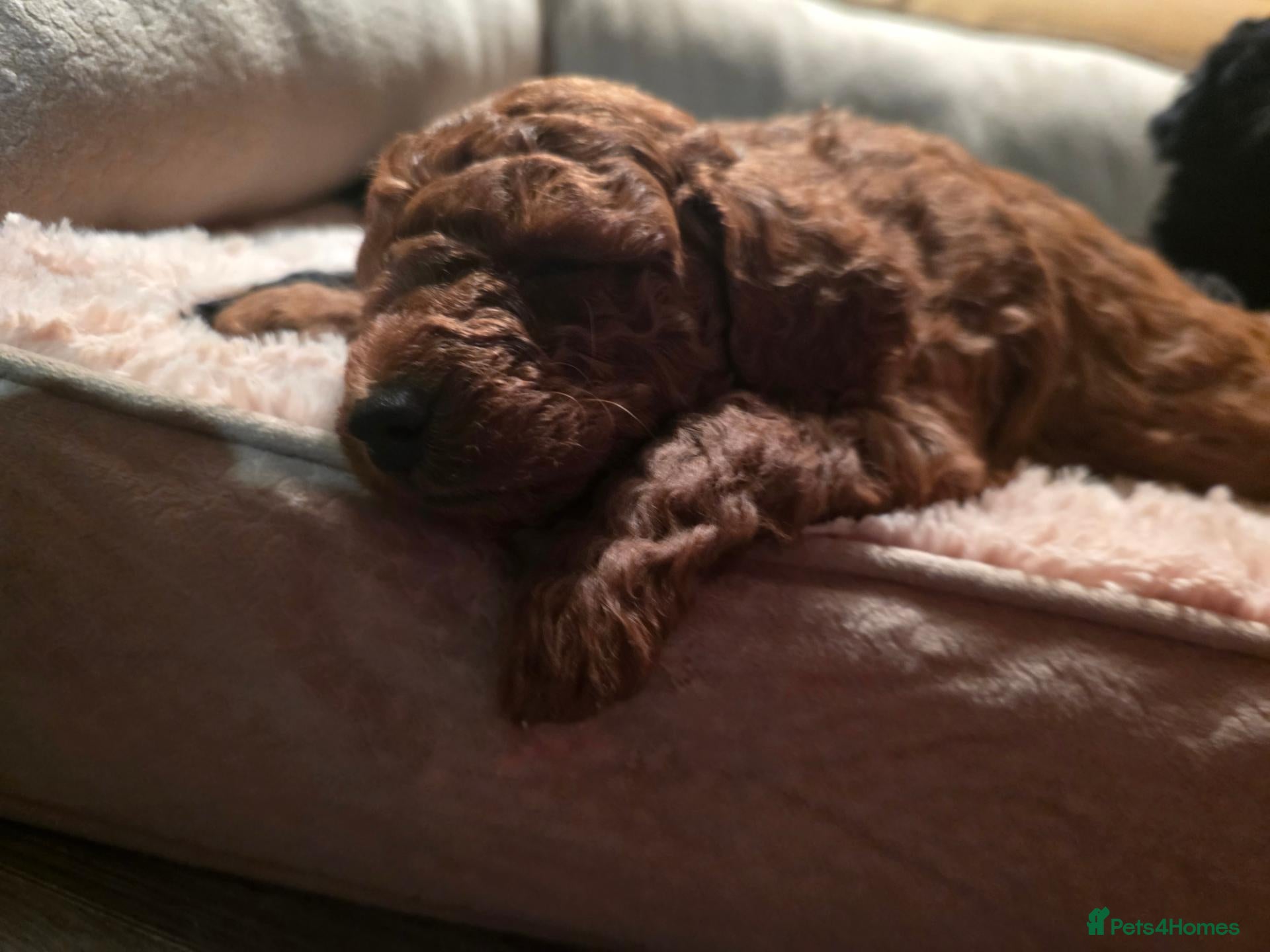 Cockapoo dogs Beautiful True Teddy Face Curly Cockapoo Puppies - Advert 1