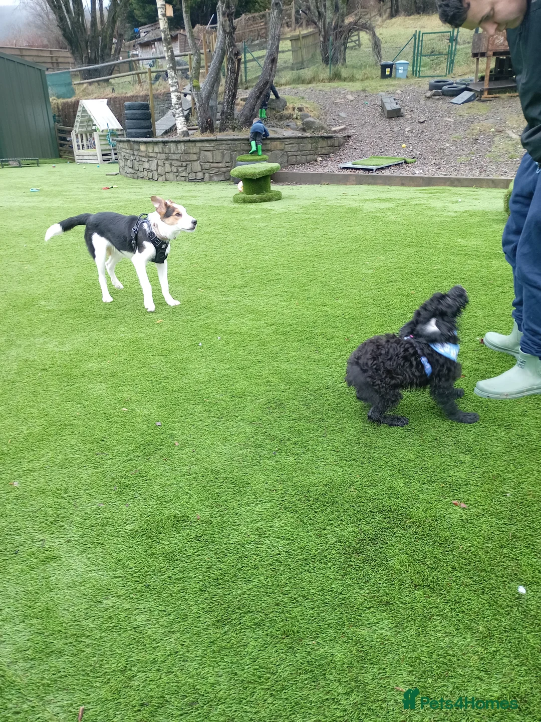 Border Collie dogs for sale: Male border Collie - Advert 5