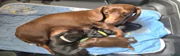 Miniature Dachshund dogs for sale: ✨️RARE SOLID COLOURS✨️ MINI DACHSHUND PUPPIES  - Advert 2