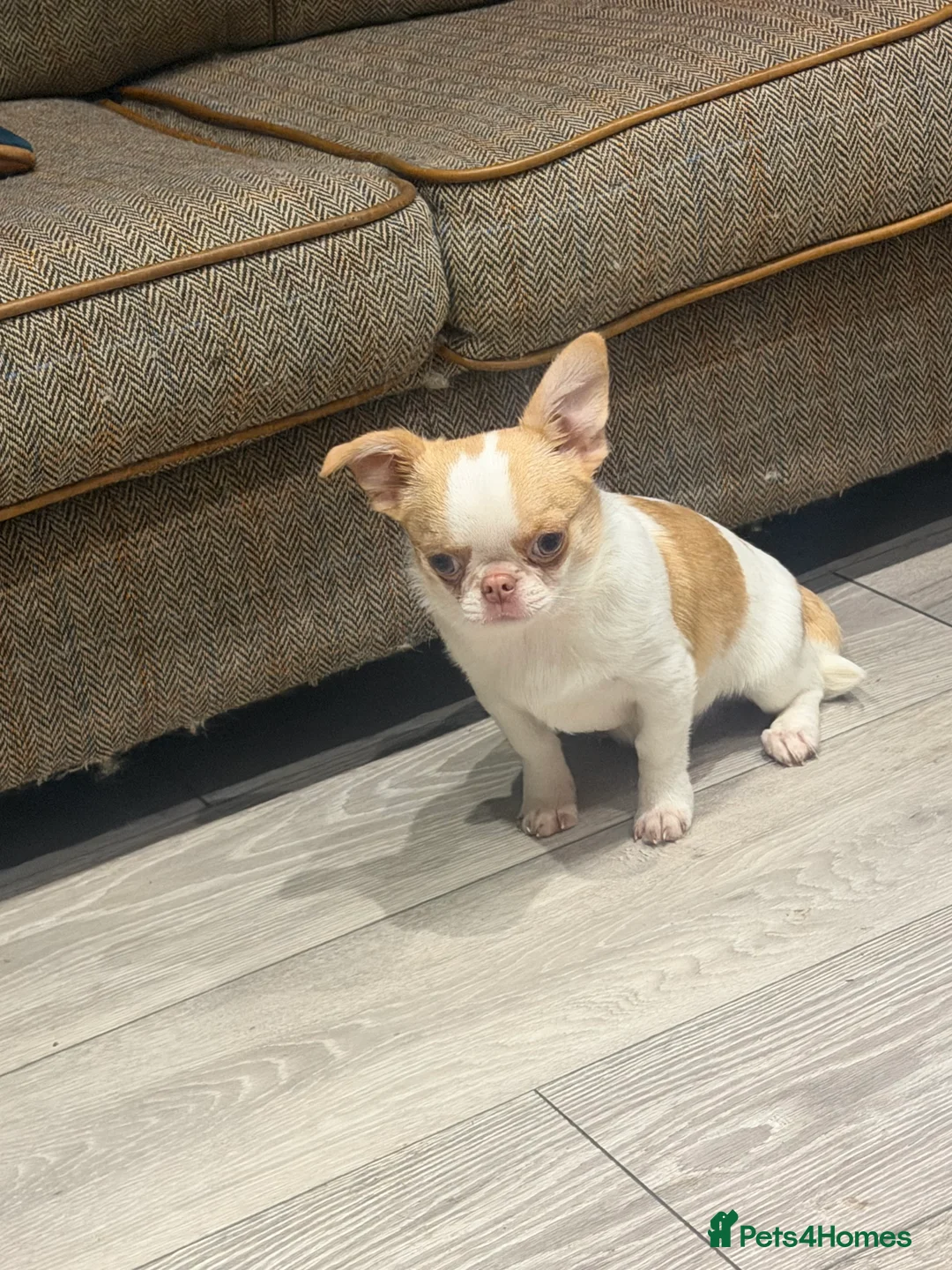 Chihuahua dogs for sale: KC registered chihuahua amazing green eyes  - Advert 1
