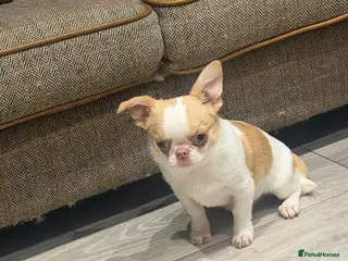 Chihuahua dogs KC registered chihuahua amazing green eyes - Advert 17