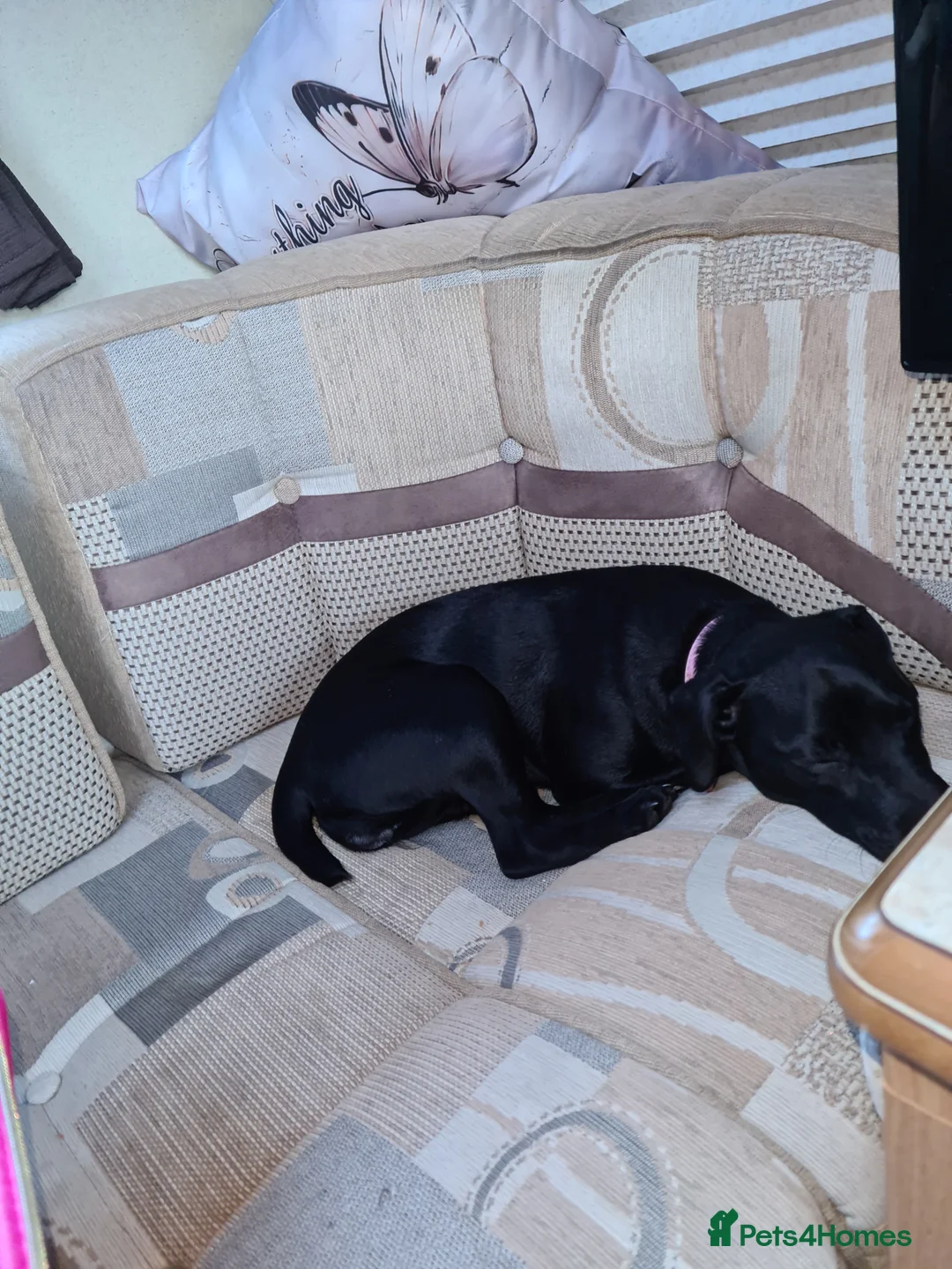 Patterdale Terrier dogs for sale: Beautiful chocolate Paterdale Terrier 4 months old in Stevenage - Advert 10