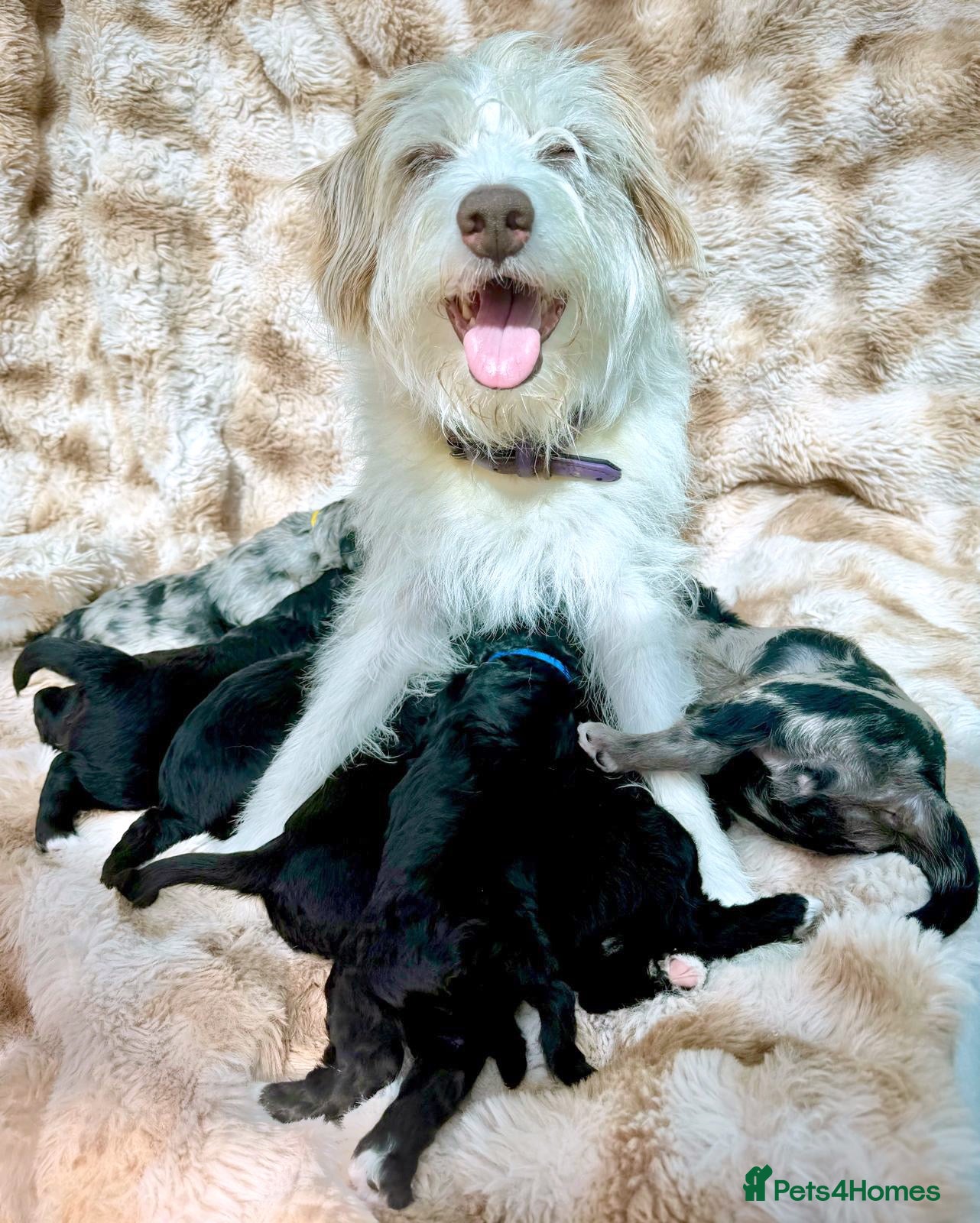 Bordoodle dogs for sale: F1b Bordoodle Puppies - Advert 1