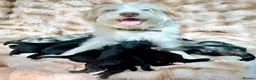 Bordoodle dogs for sale: F1b Bordoodle Puppies - Advert 1