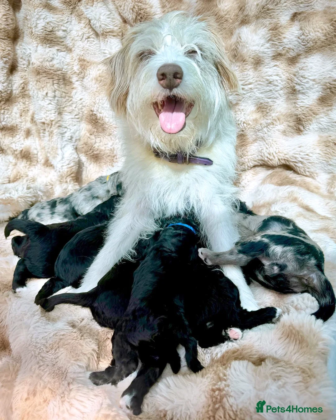 Bordoodle dogs for sale: F1b Bordoodle Puppies - Advert 1