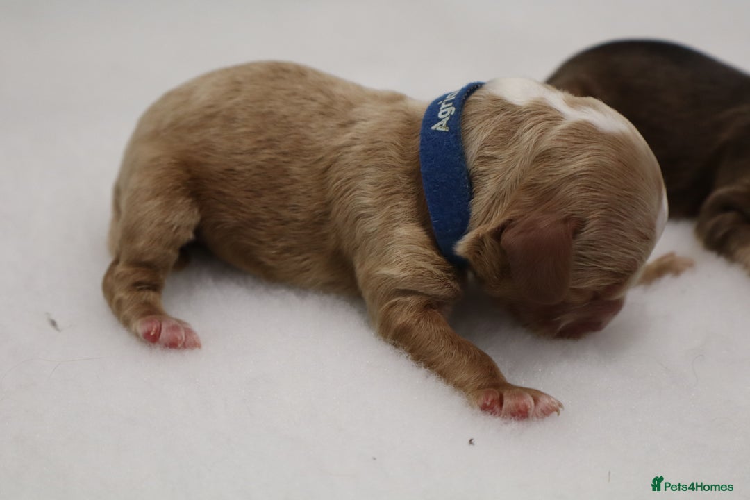 Cockapoo dogs for sale: 5 * BREEDERS, ELITE COCKAPOOS F1 PUPPIES - Advert 14