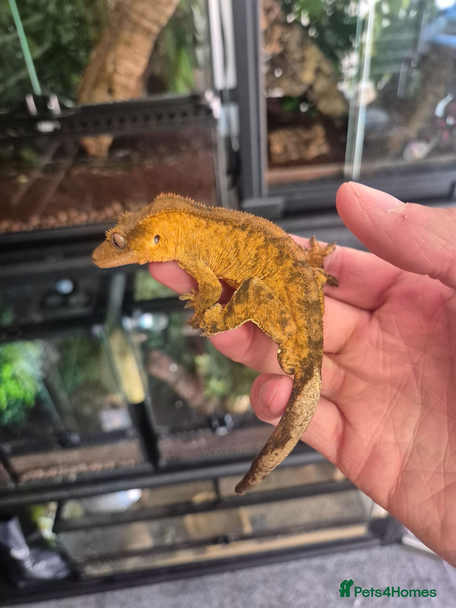 Gecko reptiles Crested geckos - Advert 1