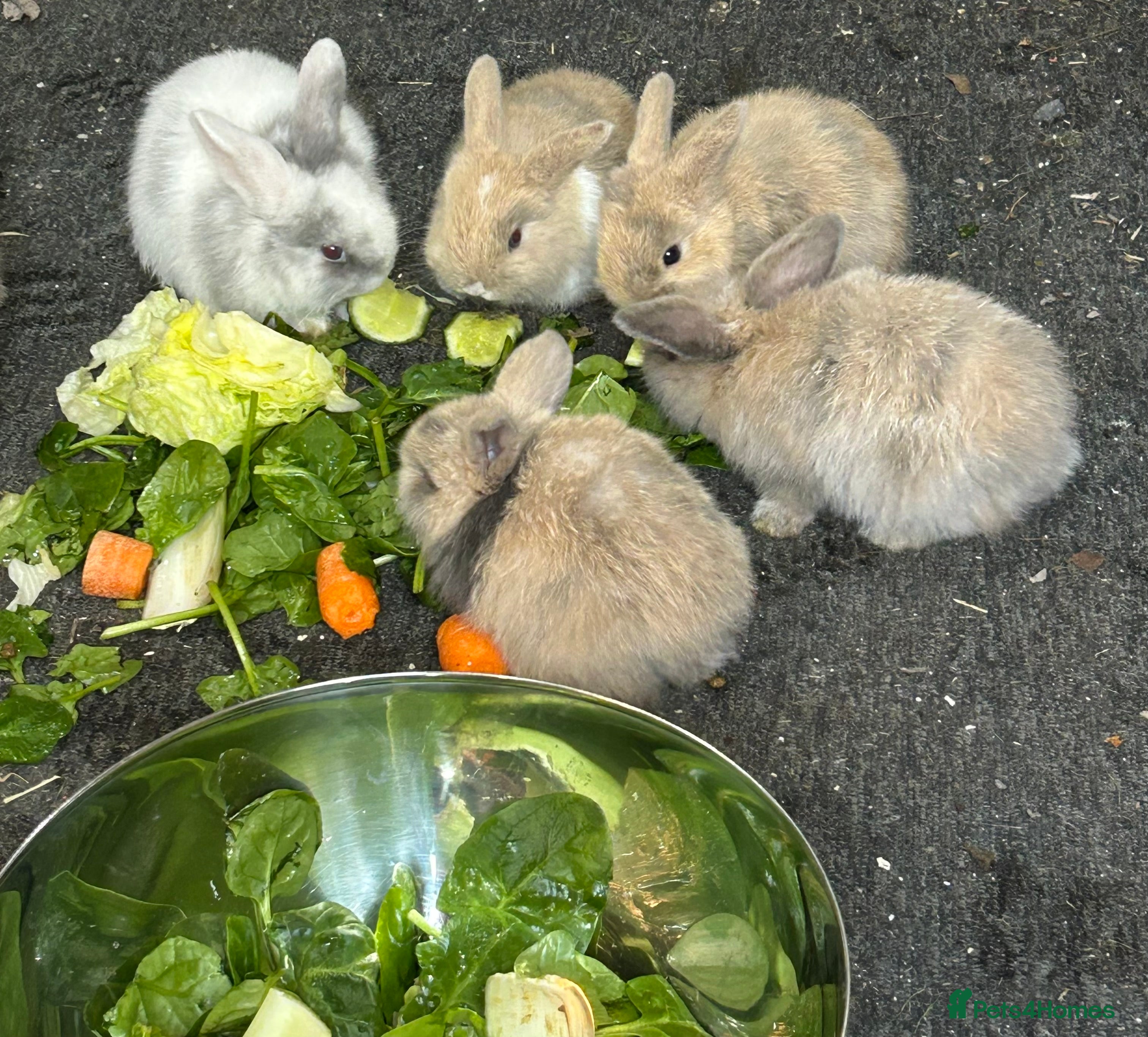 Mini Lop rabbits Pure Bred Mini Lop Baby Rabbits - Advert 20