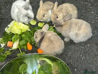 Mini Lop rabbits Pure Bred Mini Lop Baby Rabbits - Advert 20