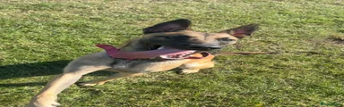 Belgian Shepherd Dog 1