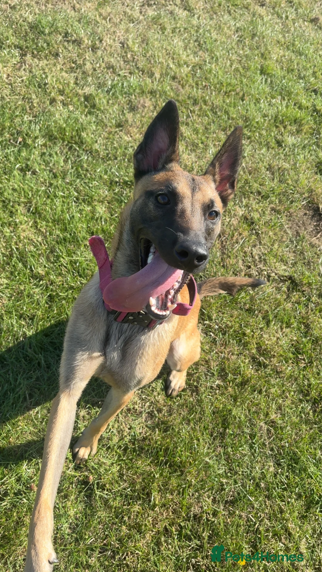 Belgian Shepherd Dog dogs for sale: belgian  in North Shields - Advert 2