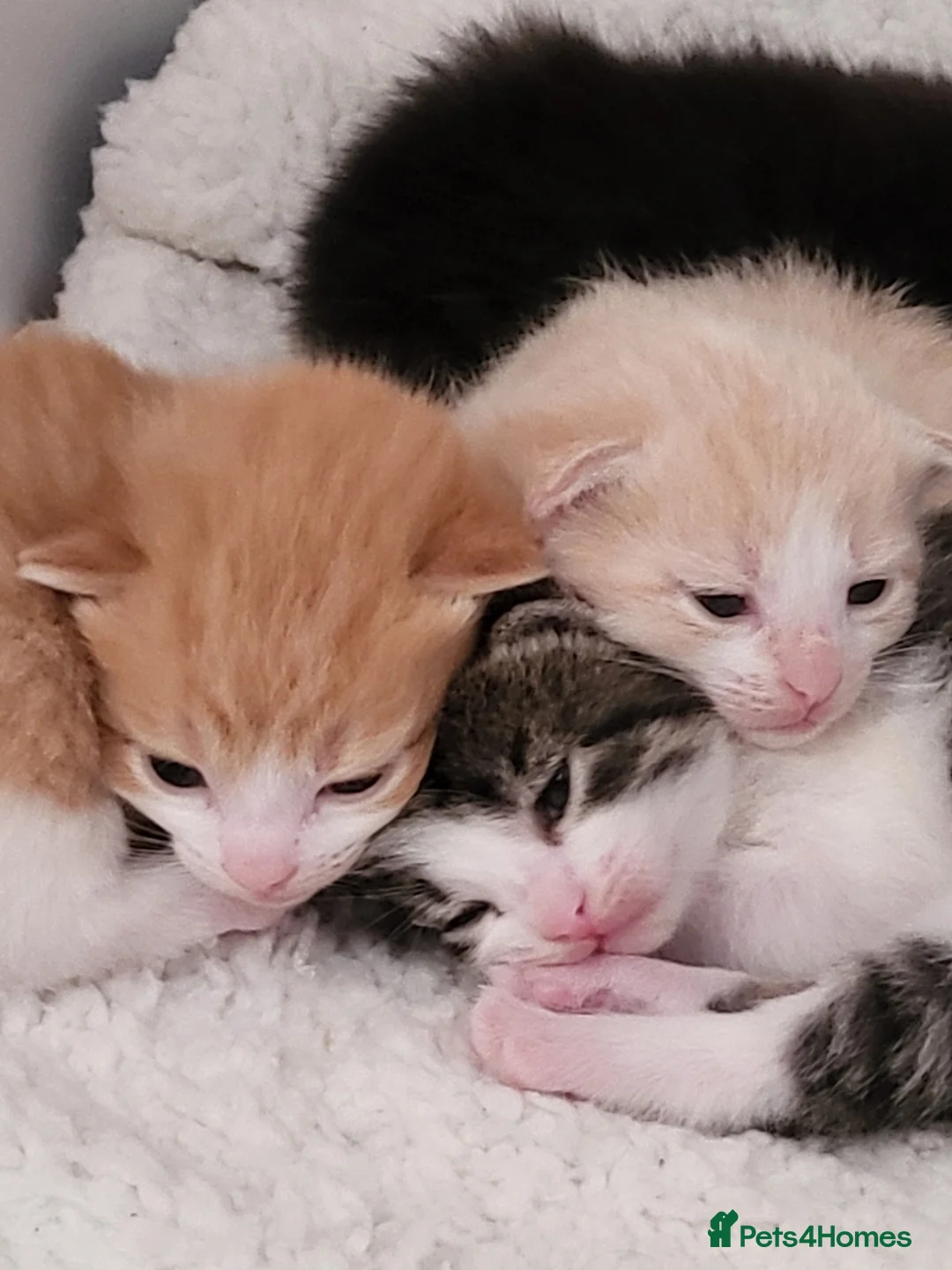 Mixed Breed cats for sale: Stripy in Brentford - Advert 12