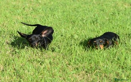 Miniature Dachshund dogs for sale: Mini smooth dachshund one boy available  in Newton Abbot - Image 19