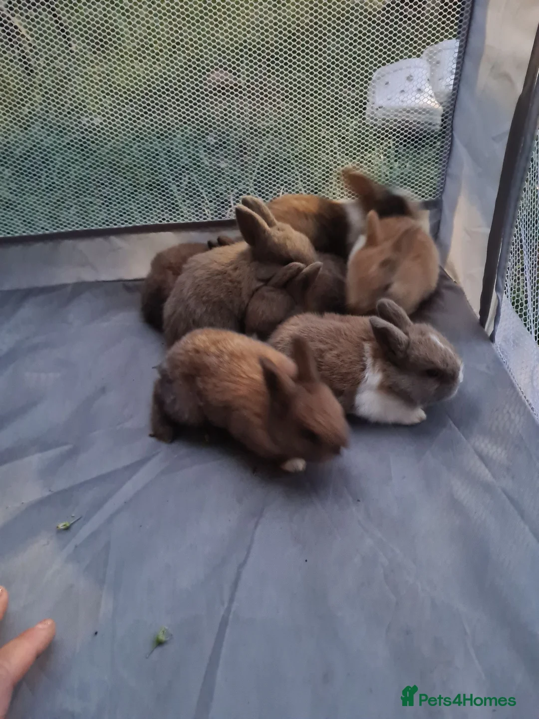 Mixed Breed rabbits for sale: Mini lop x lionhead bunnies - Advert 9