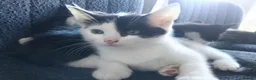 Mixed Breed cats for sale: 5 Beautiful Kittens for sale  - Advert 5