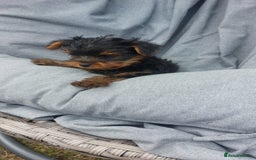 Yorkshire Terrier dogs for sale: 🐶✨ Adorable Yorkshire Terrier Puppy’s  in London - Image 2