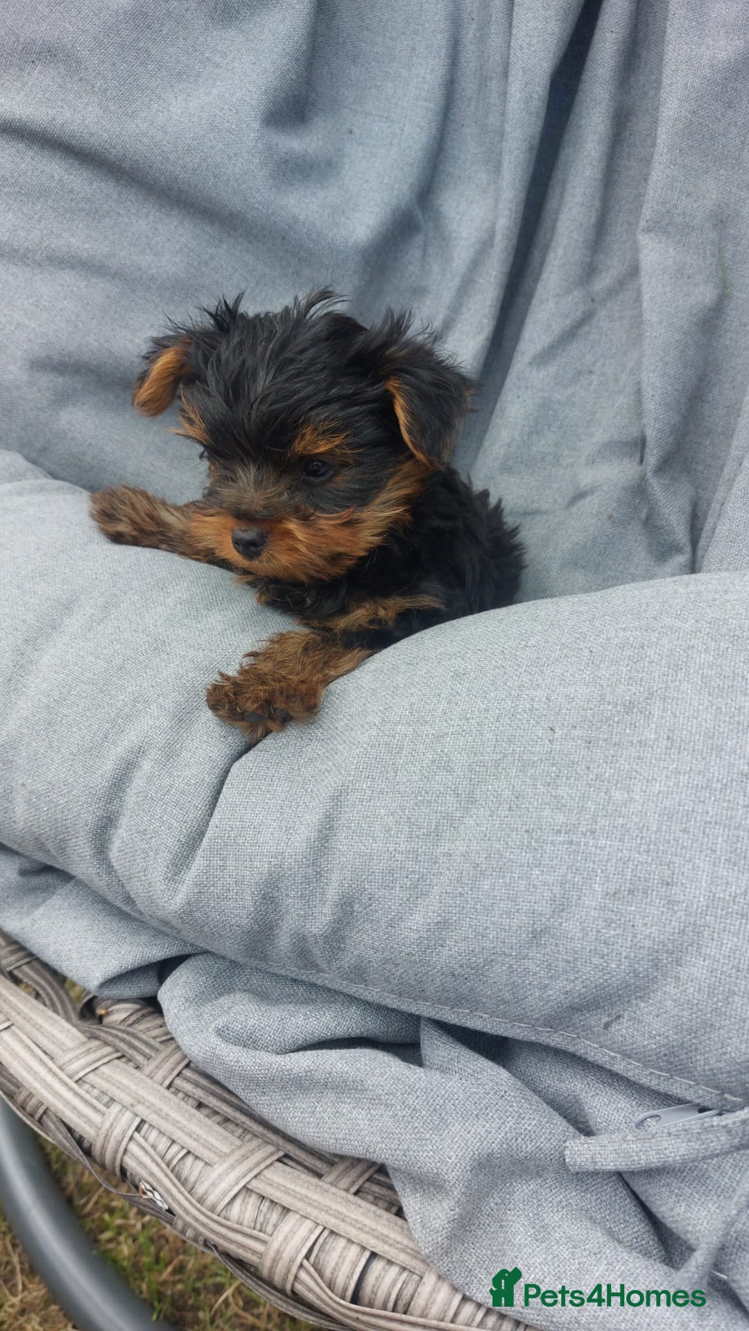 Yorkshire Terrier dogs for sale: 🐶✨ Adorable Yorkshire Terrier Puppy’s  in London - Image 2
